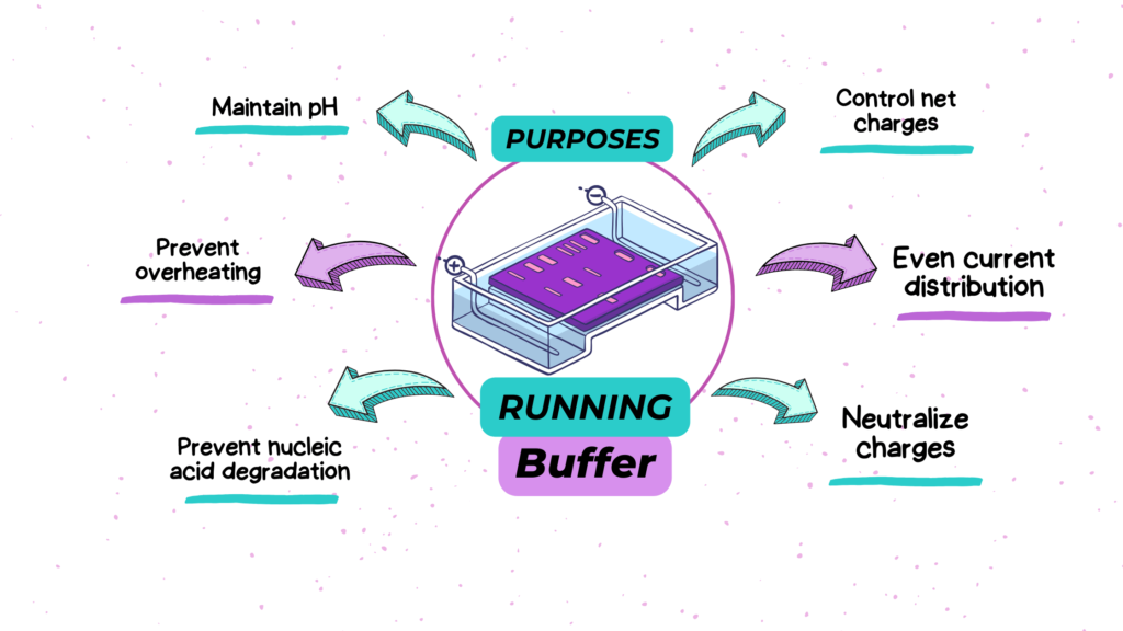 Purposes of a running buffer in a gel electrophoresis.