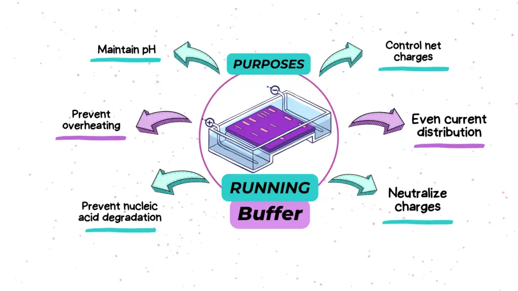 Purposes of a running buffer in a gel electrophoresis.