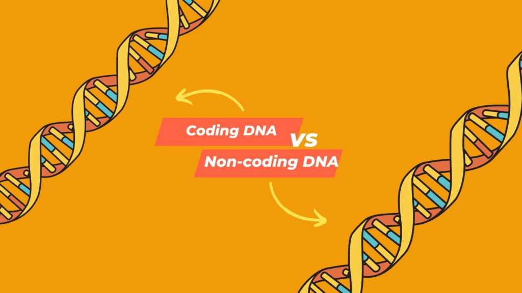 Coding vs non-coding DNA