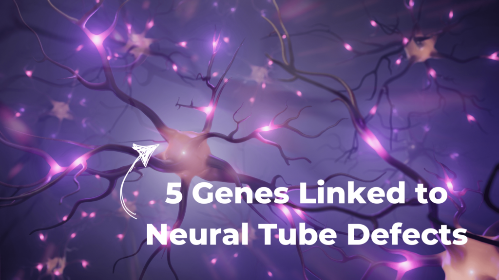 Genes linked to Neural Tube Defects