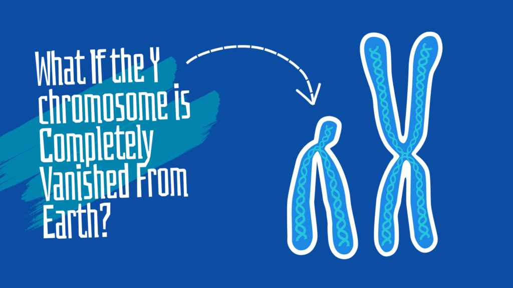 What If the Y chromosome is Completely Vanished From Earth?
