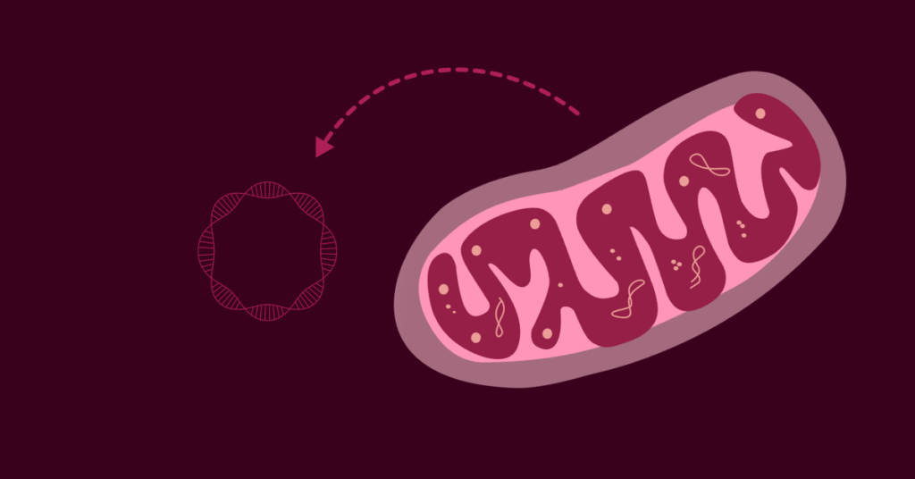 Why is mitochondrial DNA inherited maternally
