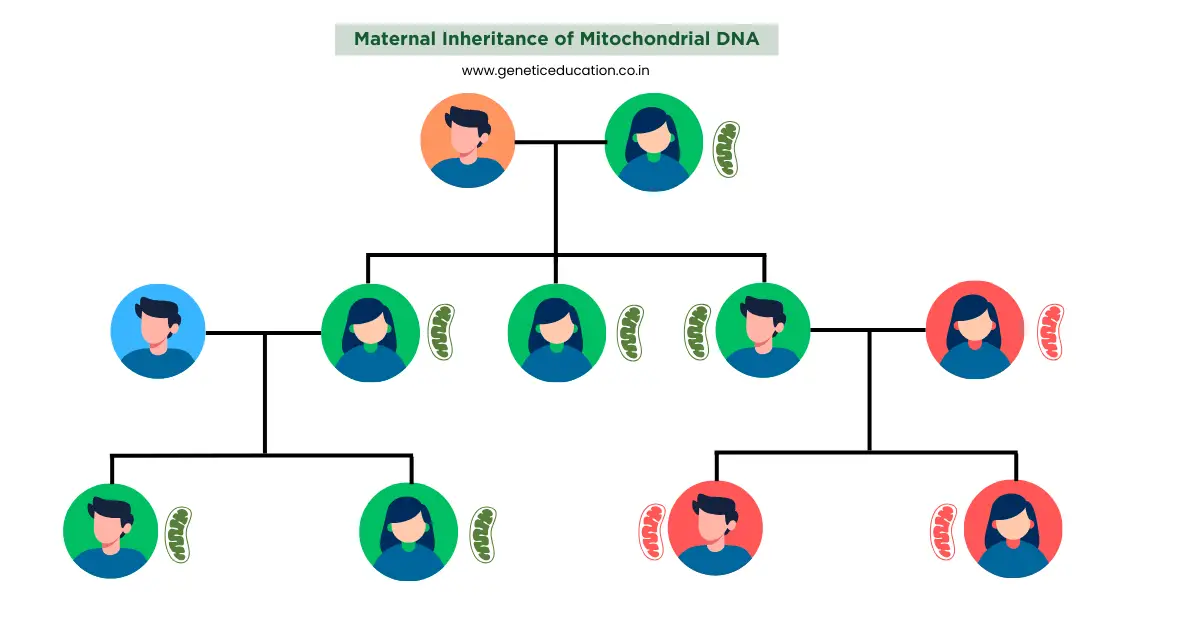 Mitochondrial DNA inheritance