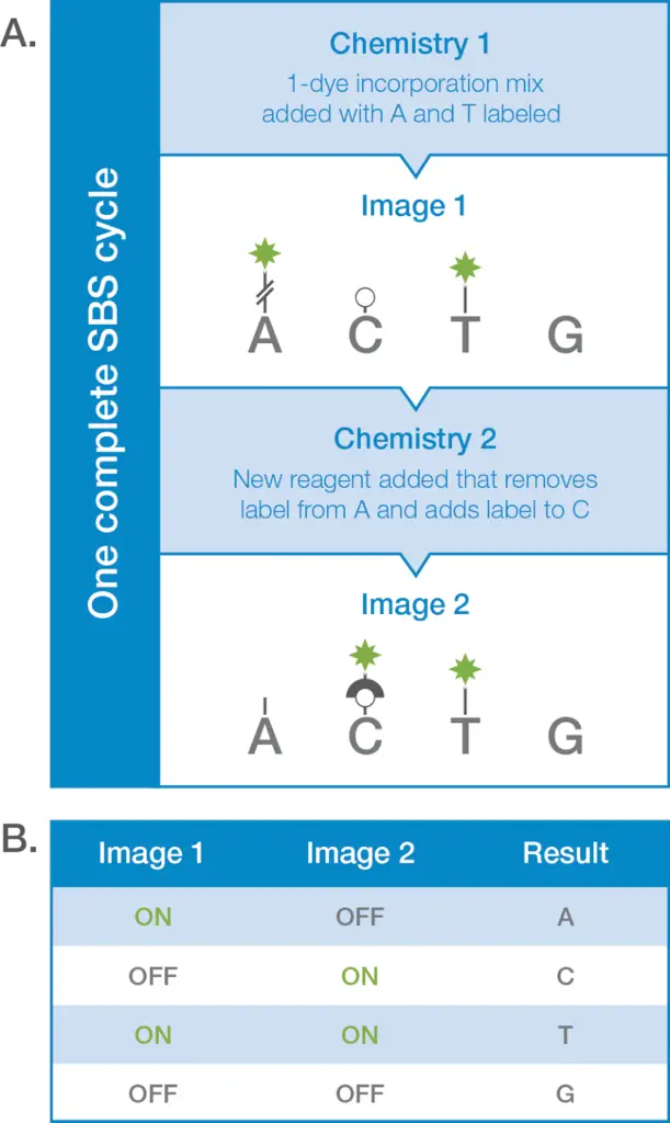 What is Sequencing by Synthesis? Principle, Chemistry and Steps