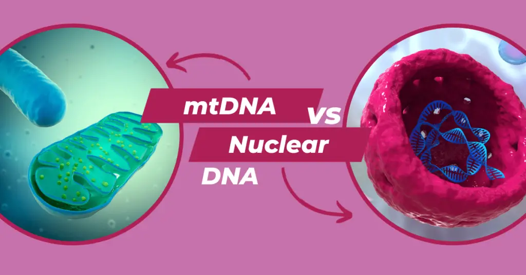 Mitochondrial DNA vs Nuclear DNA- Differences and Similarities