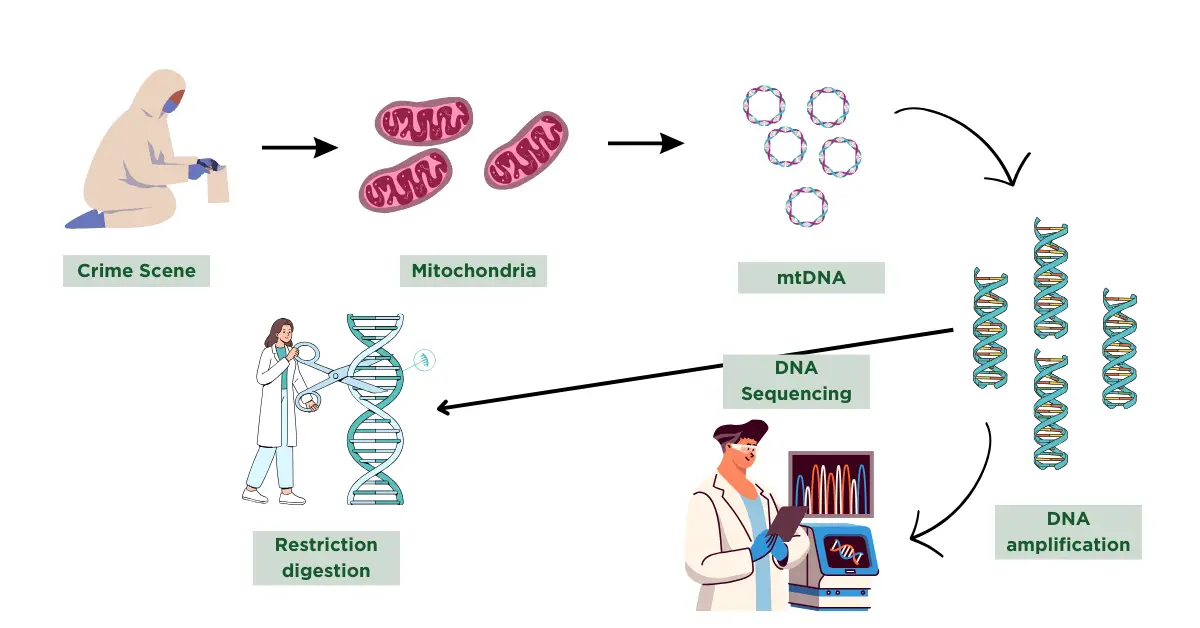The process of mtDNA analysis
