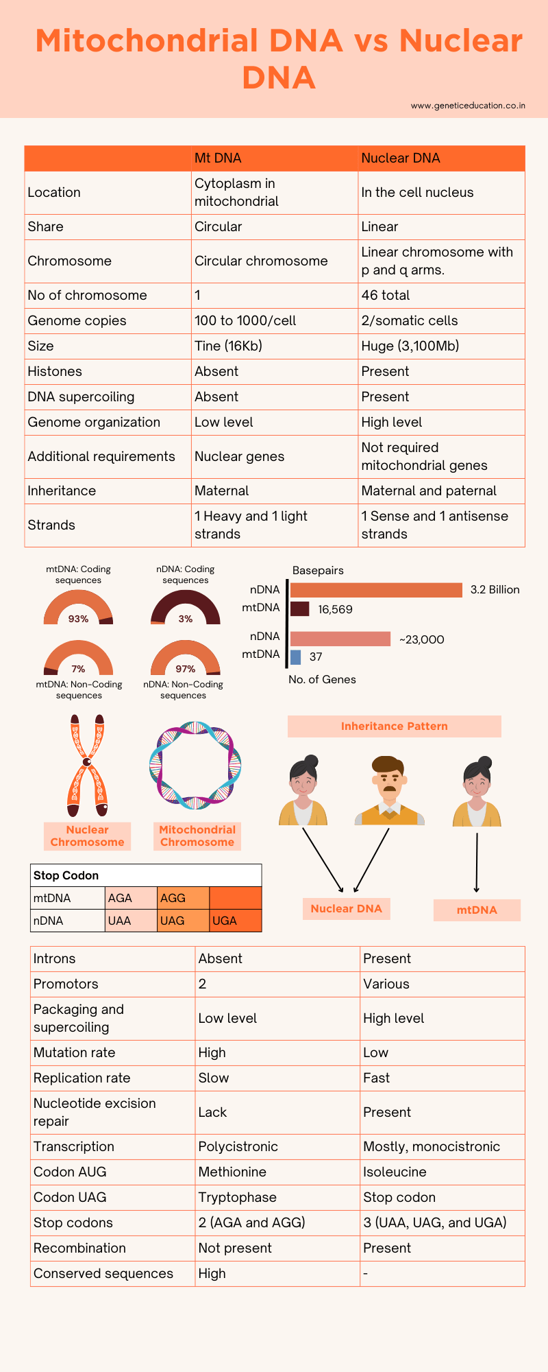 Infographics: mitochondrial DNA vs nuclear DNA