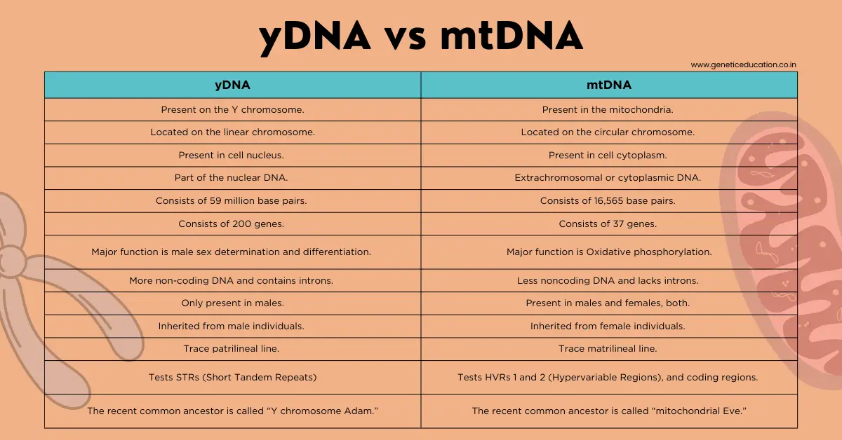 yDNA vs mtDNA differences
