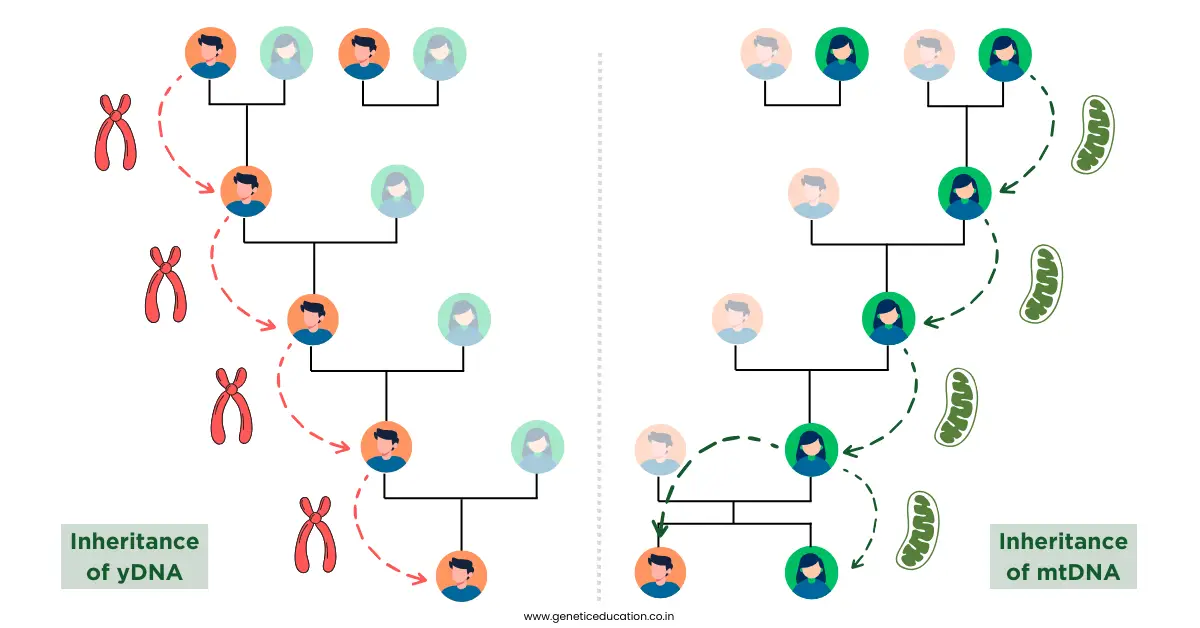 yDNA and mtDNA inheritance. 