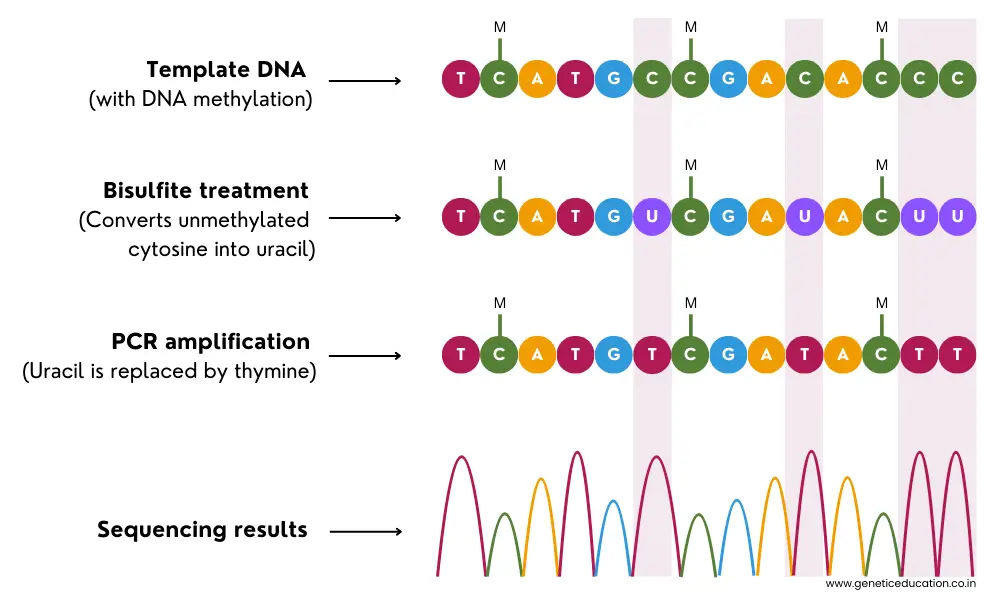 Process of bisulfite sequencing.