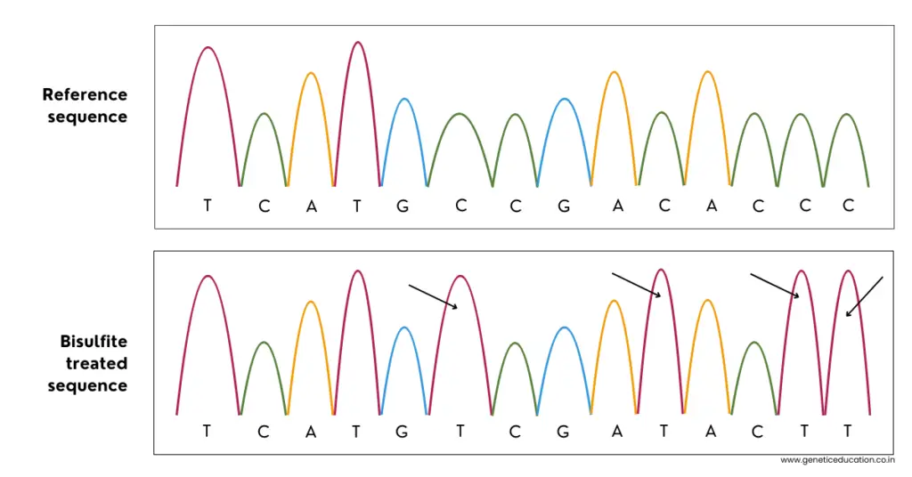 Results of Bisulfite Sequencing. 