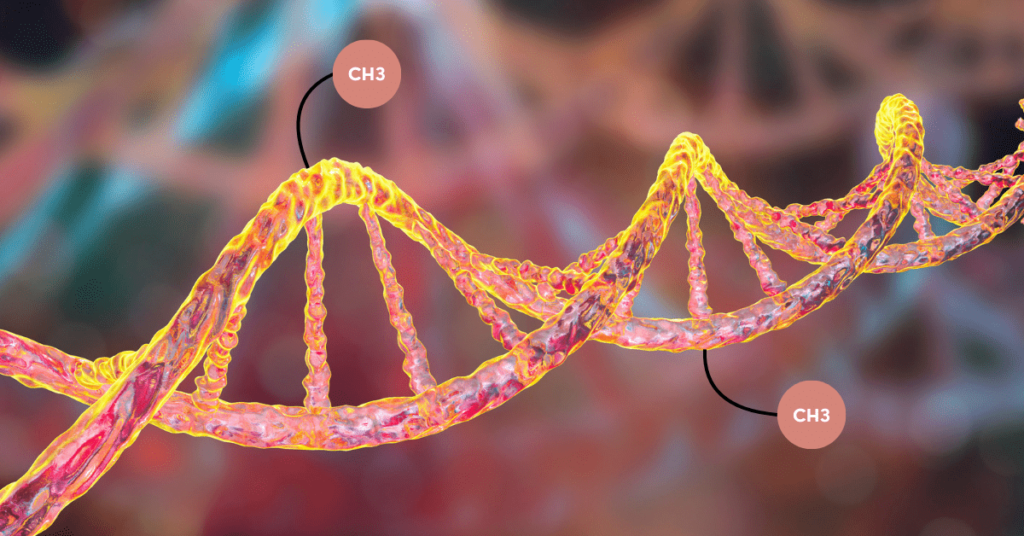 What is DNA methylation?