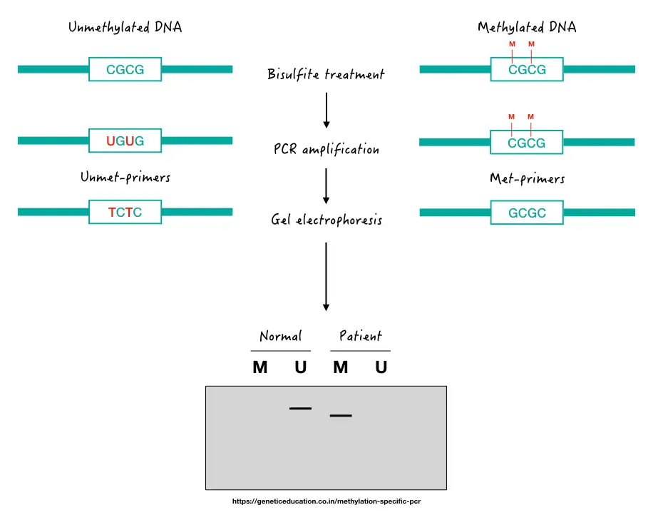 Results of Methylation Specific PCR. 