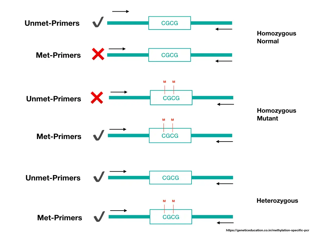 Primer amplification for methylation specific PCR