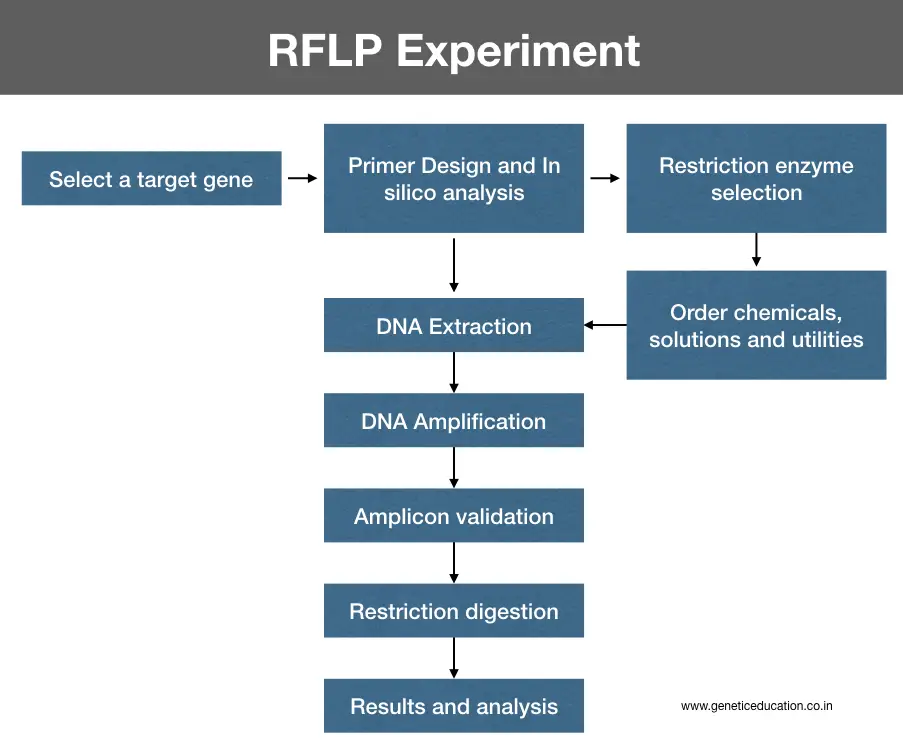 Step-by-step process RFLP. 