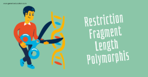 How To Read Rflp What is RFLP and How to Perform It? – Genetic Education
