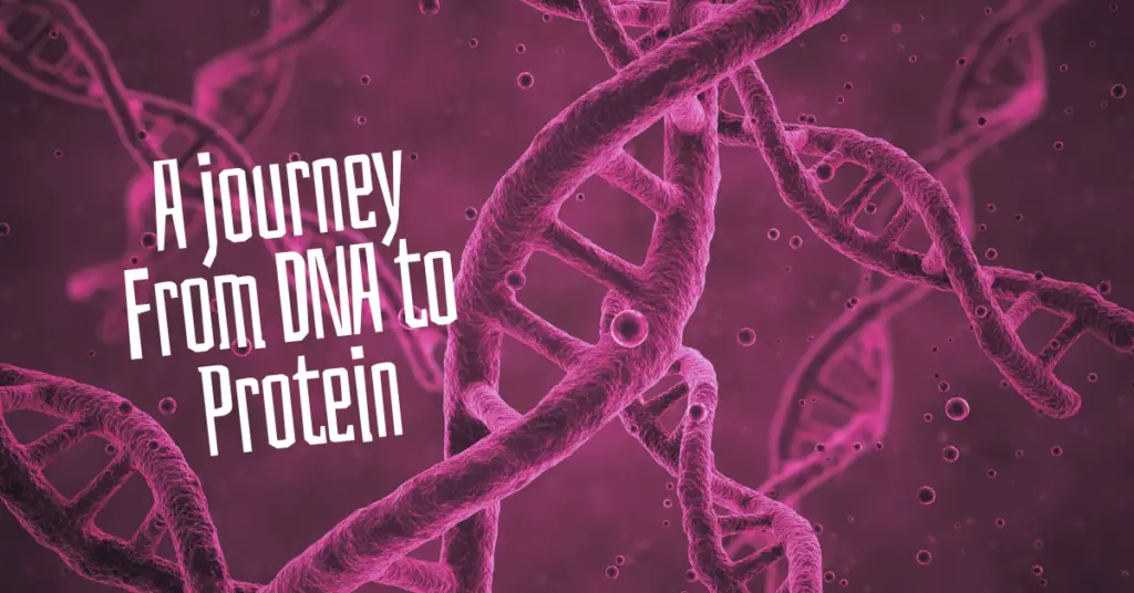 A journey from DNA to protein