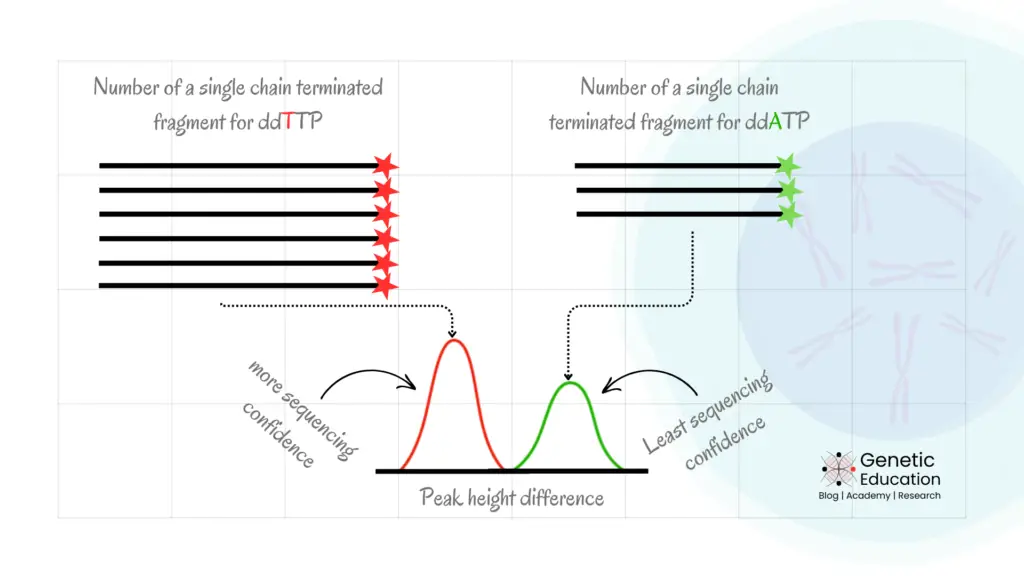 Sanger sequencing peaks explained. 