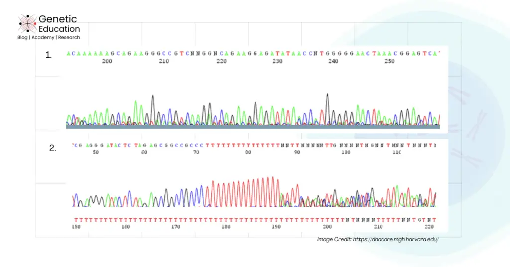 Types of Sanger sequencing background noise. 