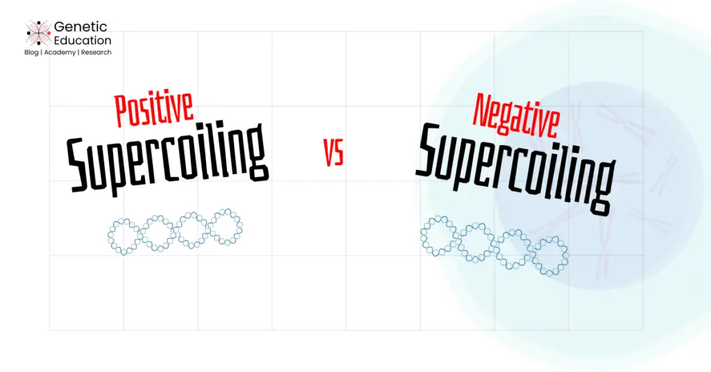 Positive vs Negative supercoiling.