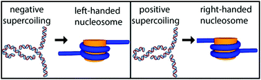 Illustration of positive and negative supercoiling.