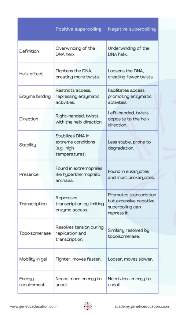 Differences between positive vs negative supercoiling.