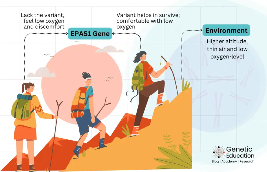 EPAS1 gene variant for higher altitute. 