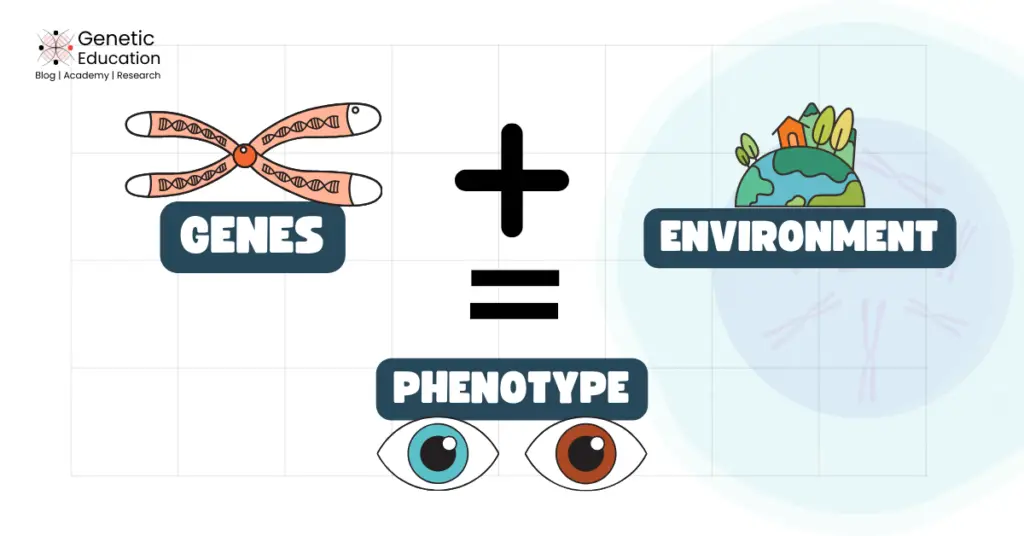 What is Gene- environment interaction