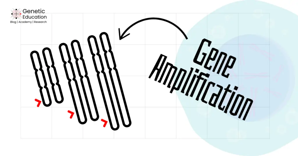 Illustration of gene amplification.