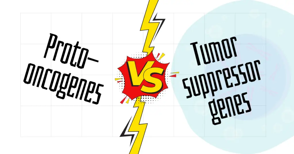 Key differences proto-oncogenes vs tumor suppressor genes