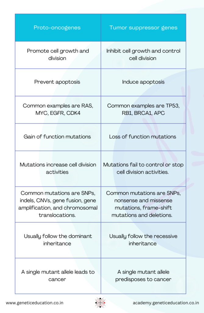 Differences between proto-oncogenes and tumor suppressor genes 