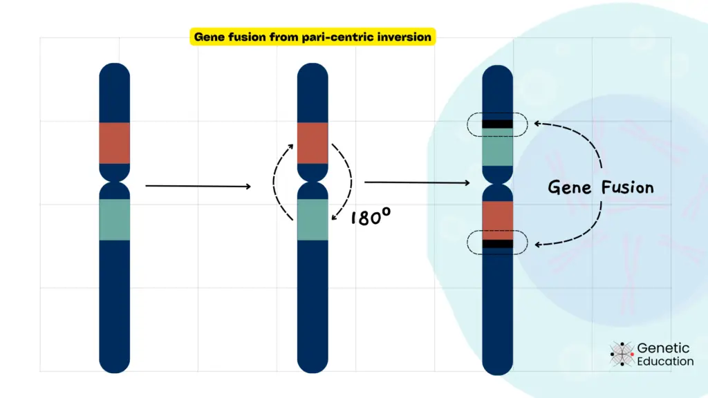 Illustration of chromosomal inversion.