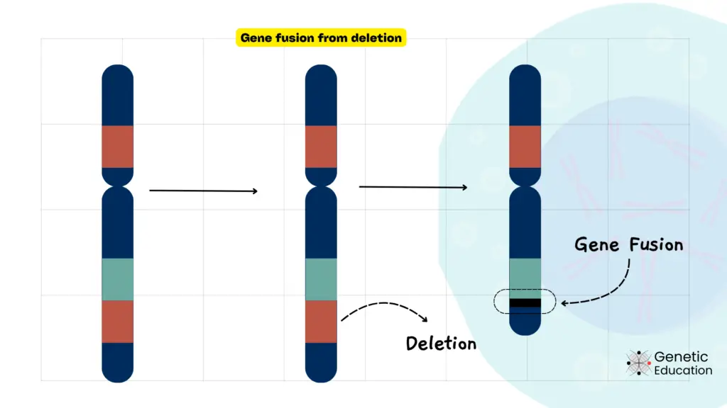 Illustration of a chromosomal deletion. 