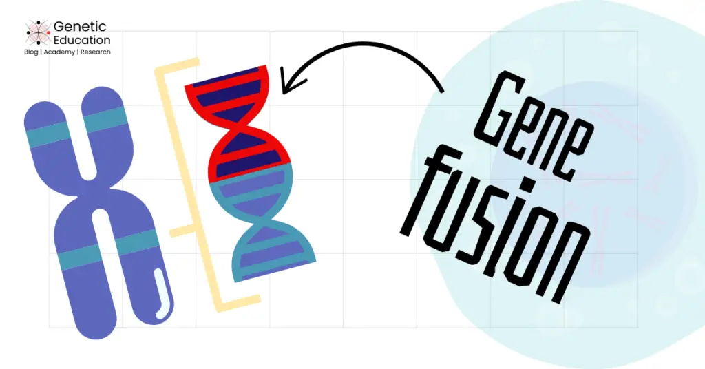 Illustration of Gene fusion