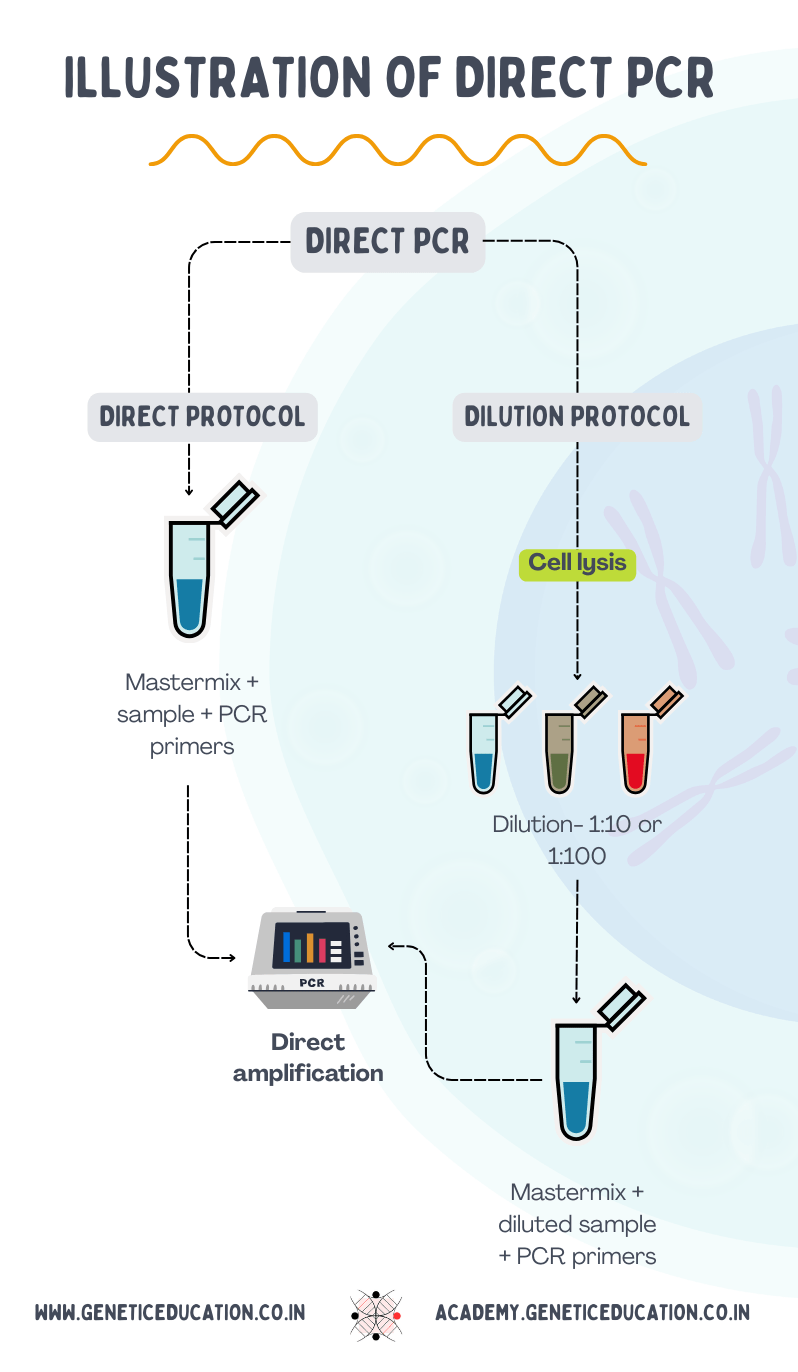 Illustration of the direct and dilution PCR protocol.