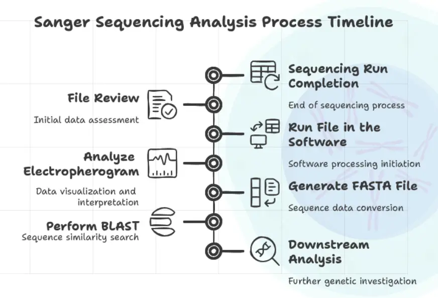 The complete workflow of Sanger sequencing results and analysis.