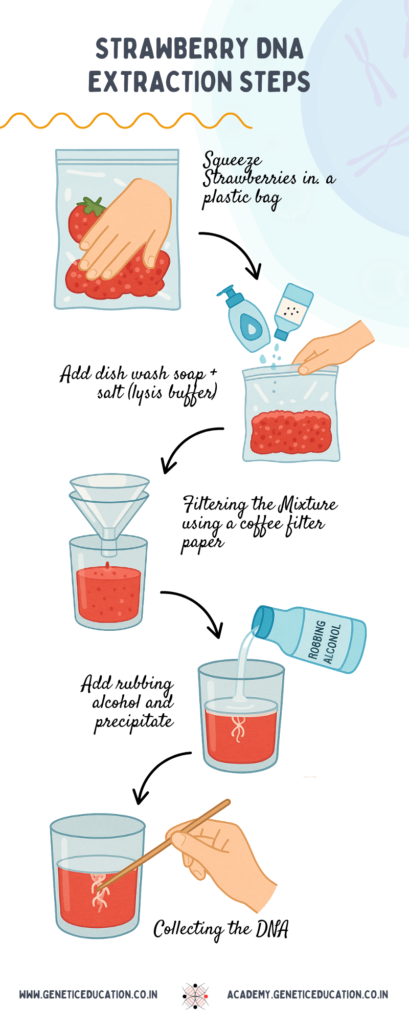 Strawberry DNA extraction complete steps.