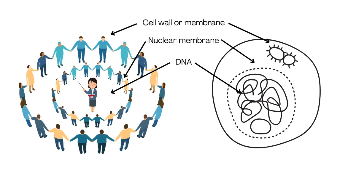 Illustration of a cell using an example.