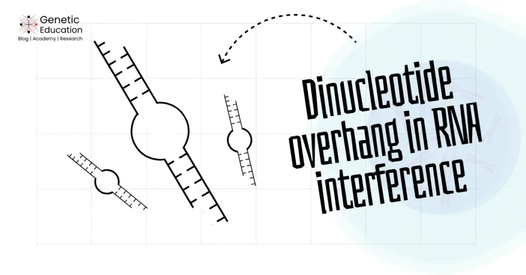 Importance of the dinucleotide overhang in RNA interference