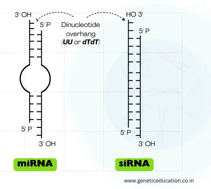 Illustration of dinucleotide overhang on mi and siRNA.