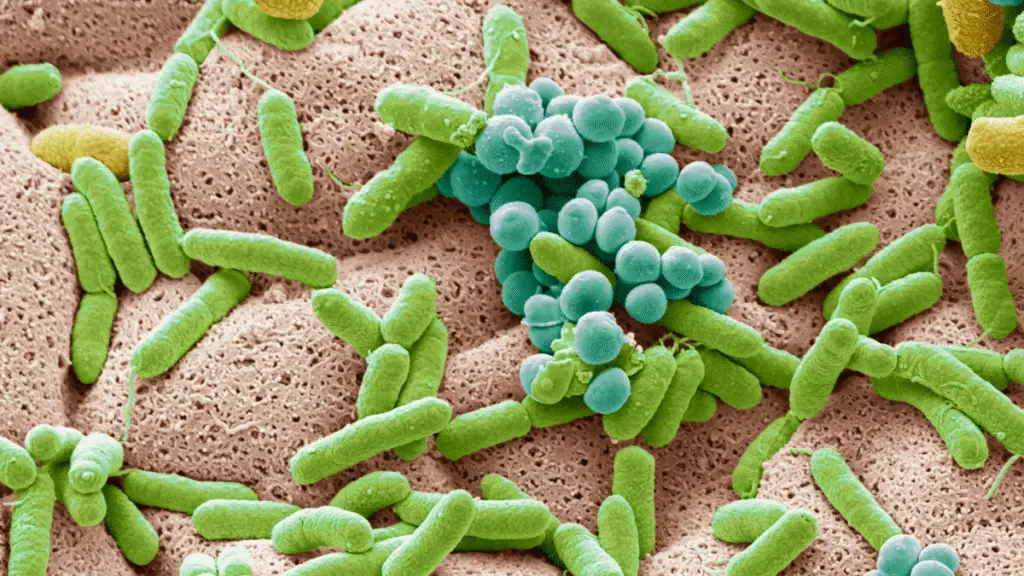 Image showing gut microbiota.