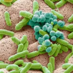 Image showing gut microbiota.