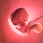 Article on the daily habit of during pregnancy that damages fetal DNA.