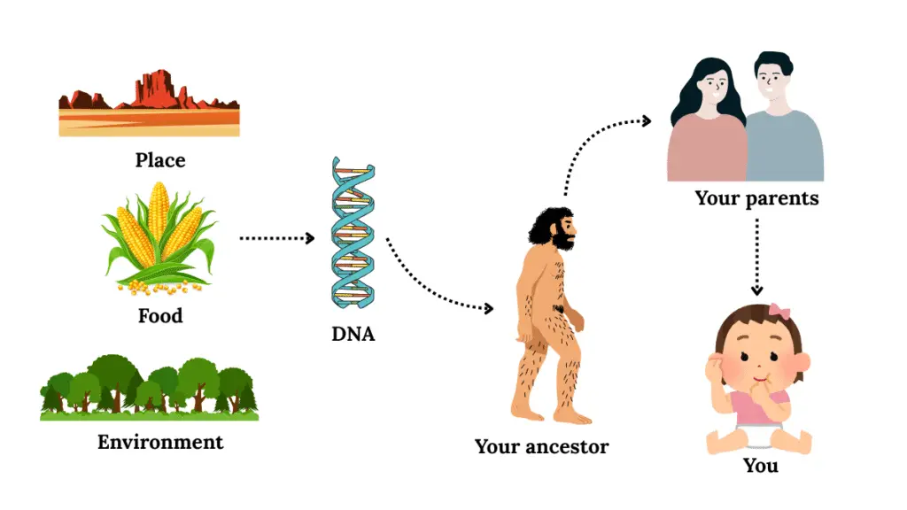 Illustration of the inheritance of DNA from ancestor to us.