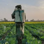 Farmer spraying chemical fertilisers and pesticides on crops, linked to DNA damage in vegetables and human health risks.