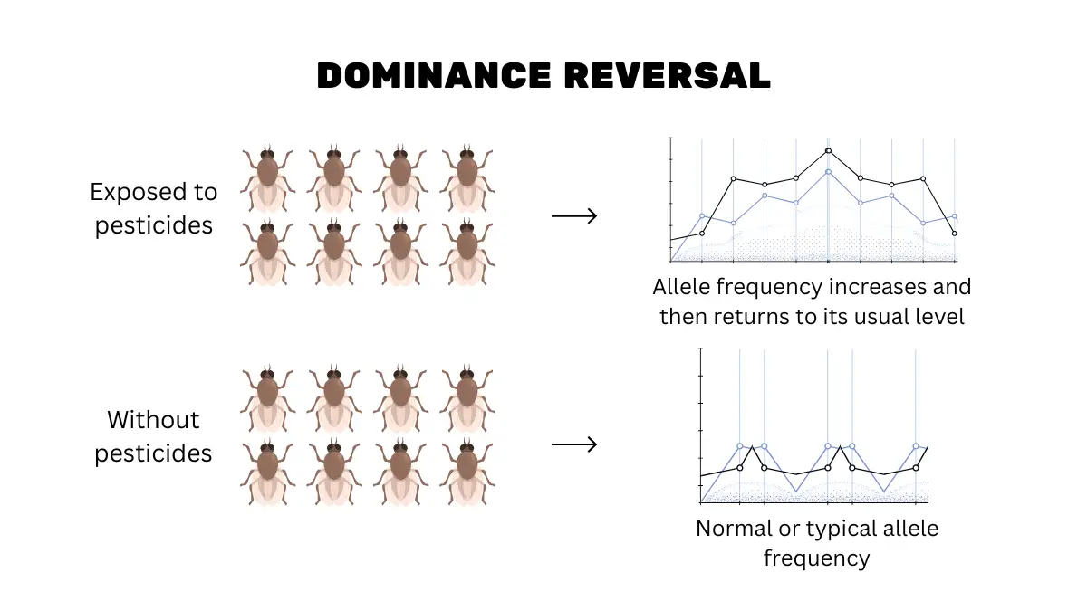 The illustration showed dominance reversal in fruit flies.
