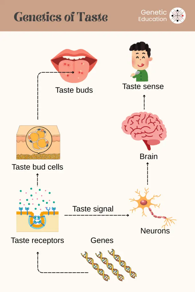 Illustration of how genes control taste and how brain feel it.