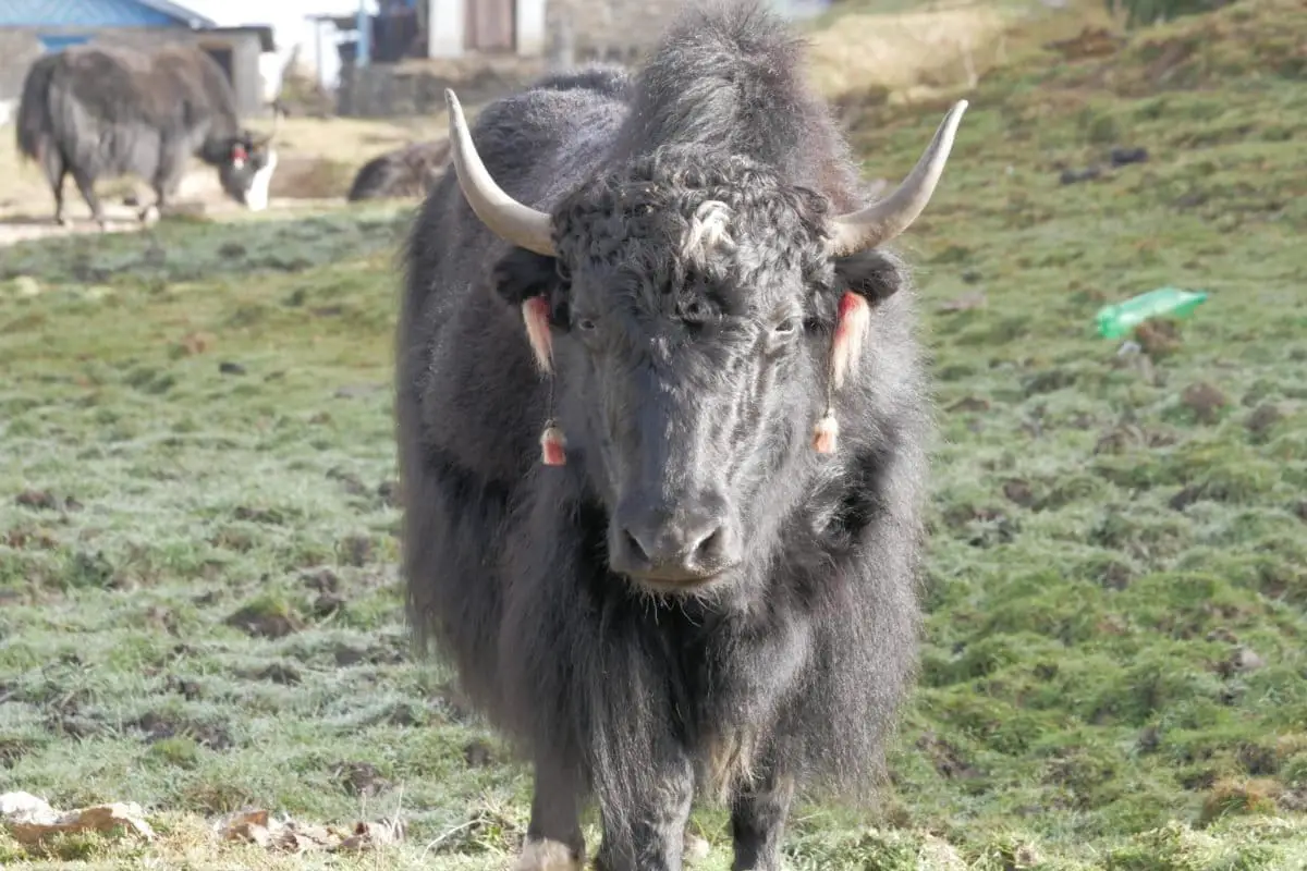 Image of an Indian Yak