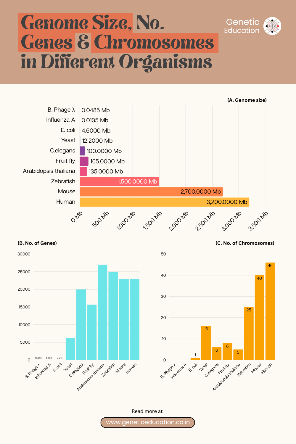 Infographic of genome size, number of genes and chromosomes in 10 different organisms.