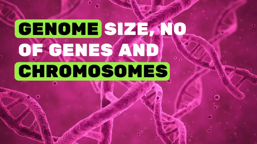 Infographic- genome size, no of genes and chromosomes in different organisms.